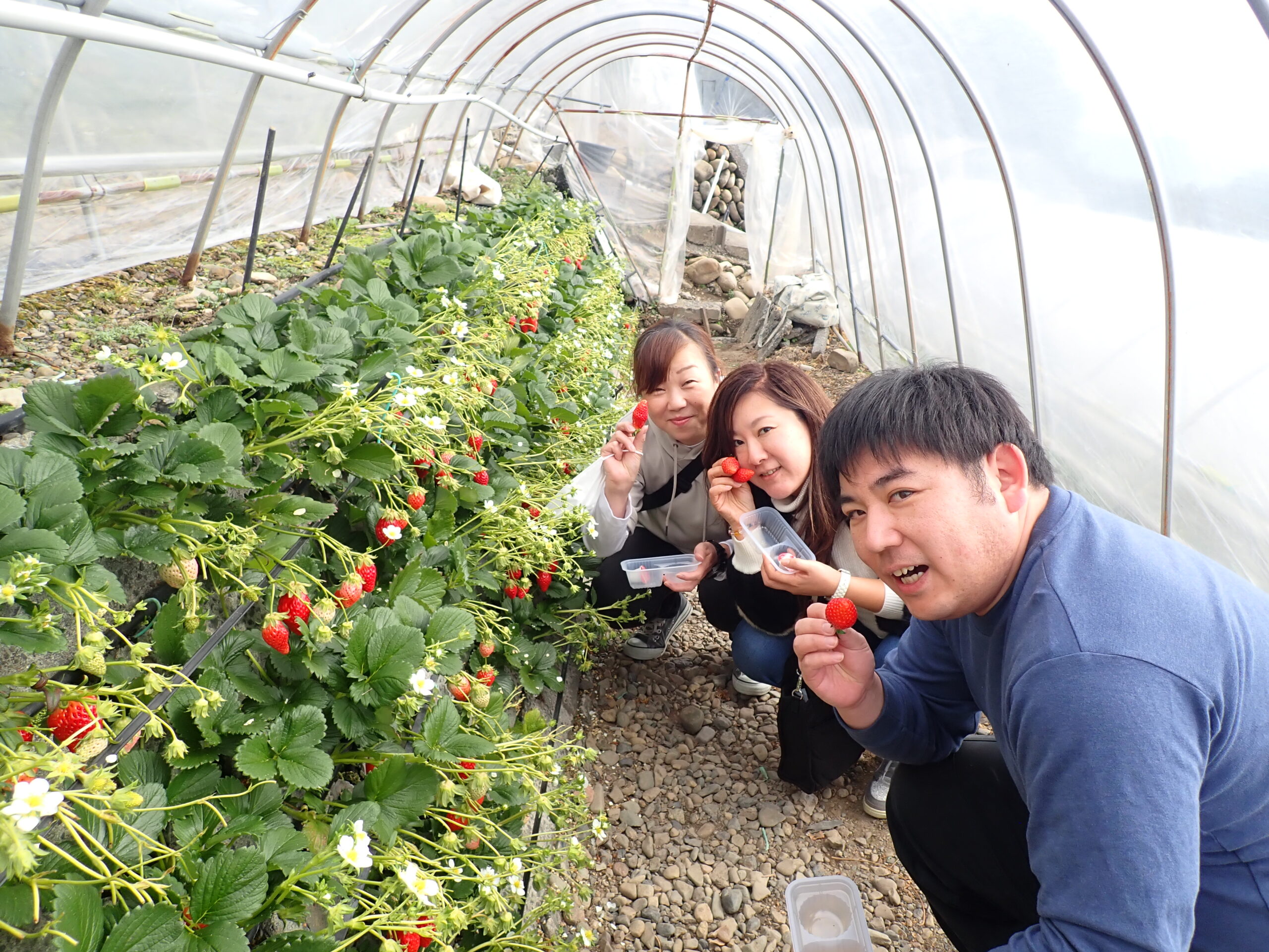 ￼🍓 2026年 いちご狩りツアーのご案内！￼